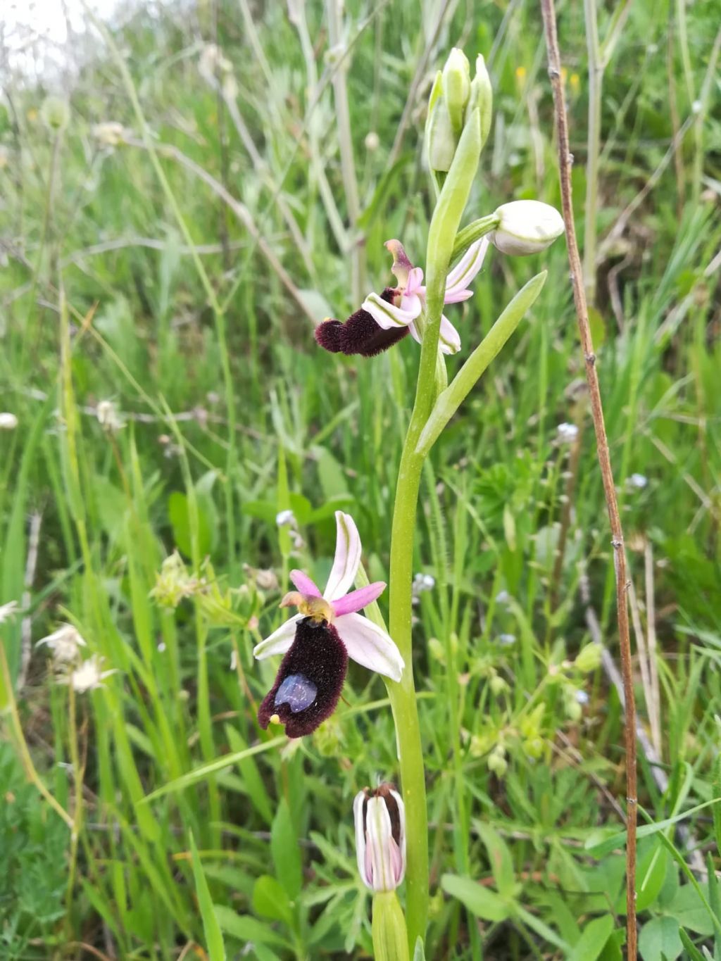 Ophrys bertolonii